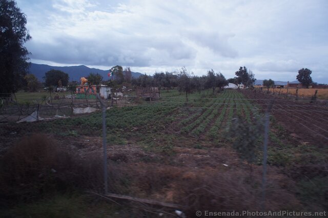 Vegetable farm in Ensenada.jpg