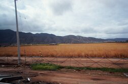 Asparagus farm & Mountain range in the background in Ensenada.jpg