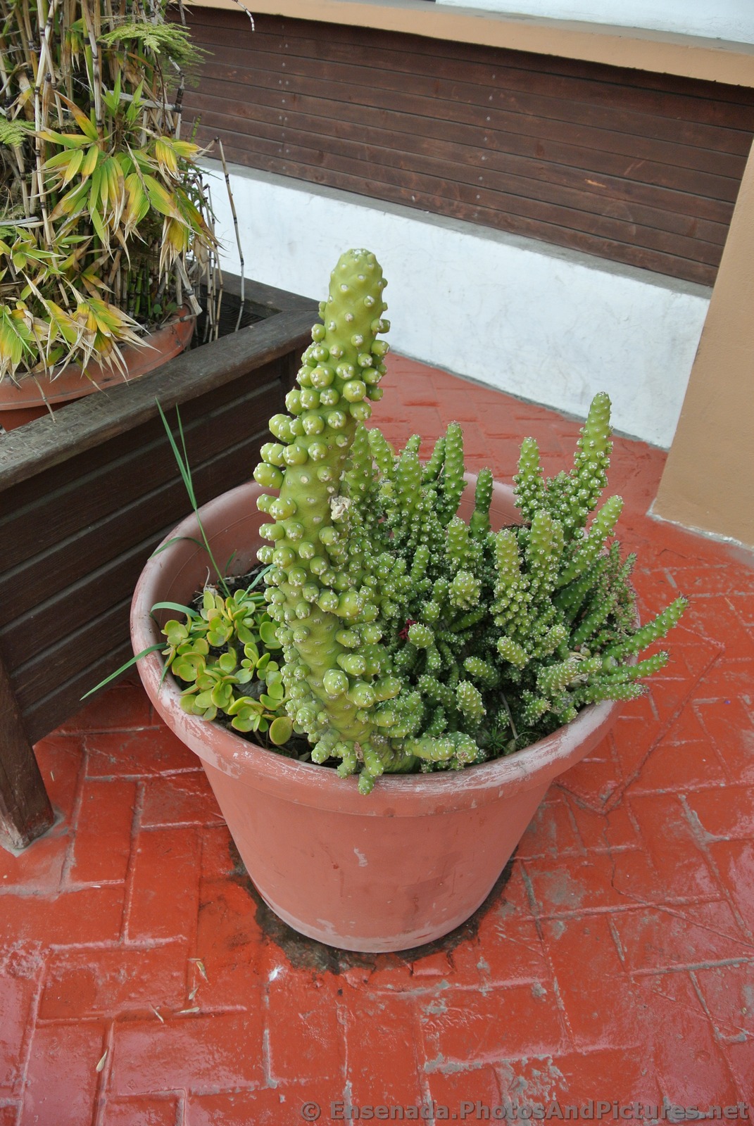 Cactus in a pot in Ensenada.jpg
