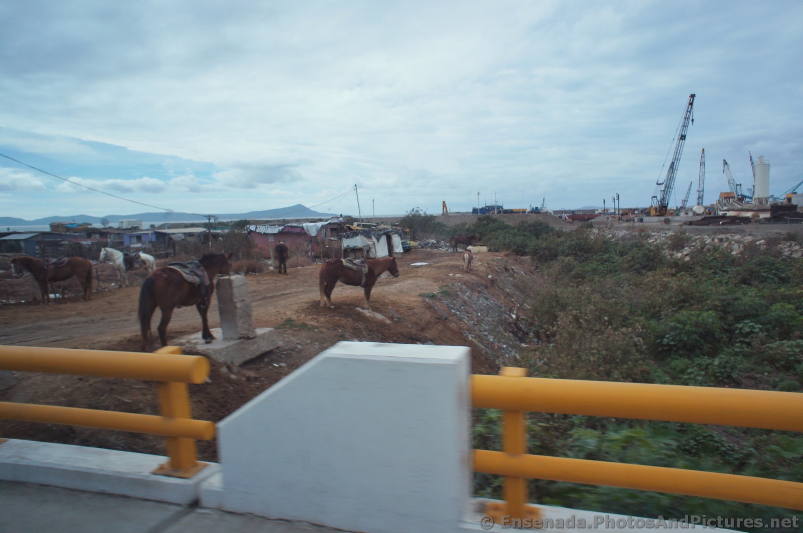 Horses off to the side of the road in Ensenada.jpg