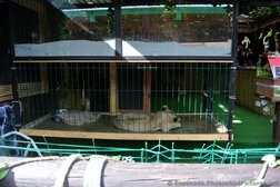 Sleeping baby lion at a La Bufadora market Mexico Jungle exhibit.jpg