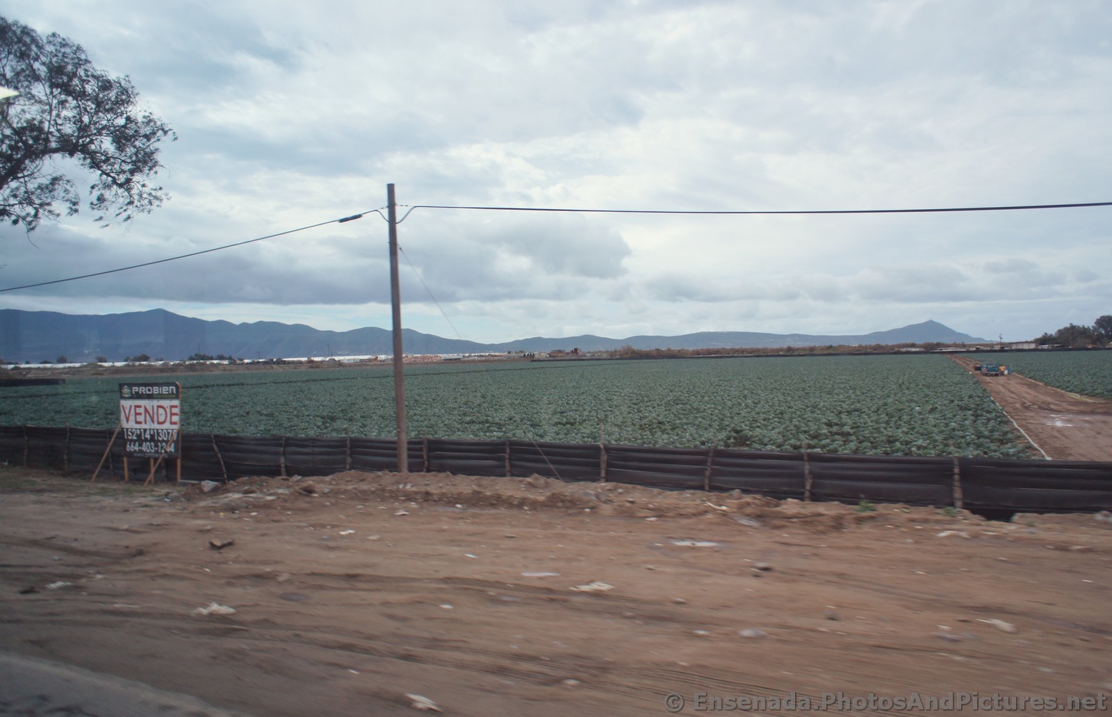 Asparagus Farm in Ensenada.jpg